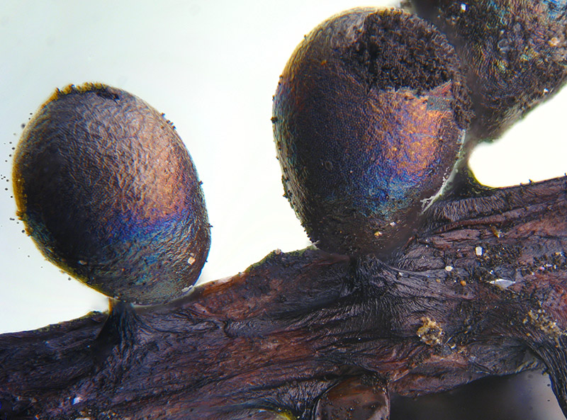 Lamproderma ovoideumechinulatum ?